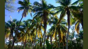 Florida Land For Sale
