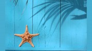 Harbor Realty